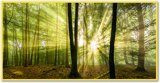 Nebelstimmung mit Sonne im Wald von Rolf Fischer