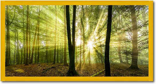 Nebelstimmung mit Sonne im Wald von Rolf Fischer