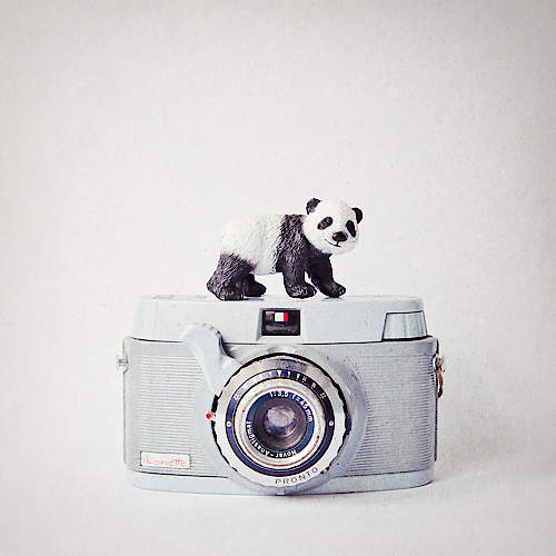 Panda & Vintage Camera von Susannah Tucker Photography