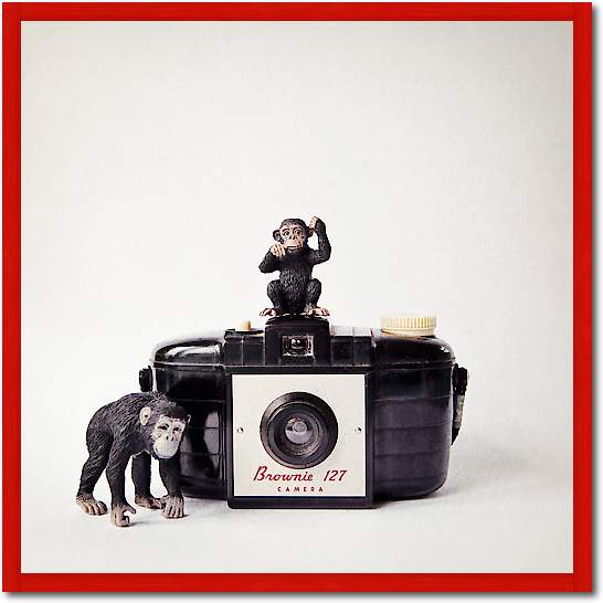 Monkey & Vintage Camera von Susannah Tucker Photography