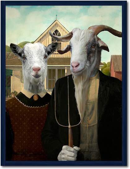 American Goat von Philippe Tyberghien