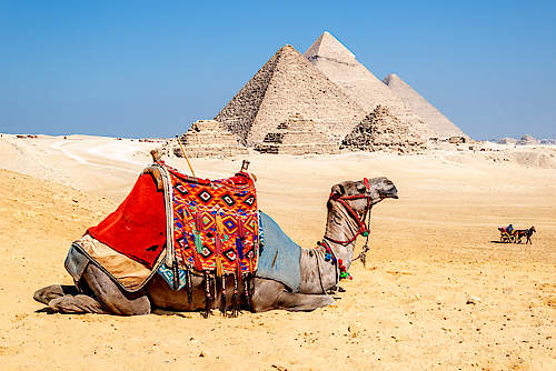Camel Resting by the Pyramids, Giza, Egypt von Richard Silver