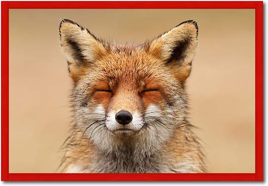 Zen Fox Red Portrait von Roeselin Raimond