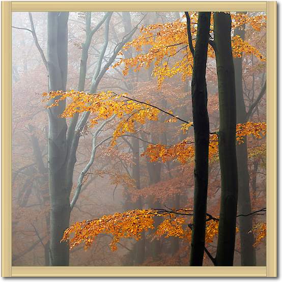 Autumn Forrest von Martin Rak