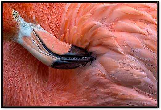 Flamingo Close up von Xavier Ortega