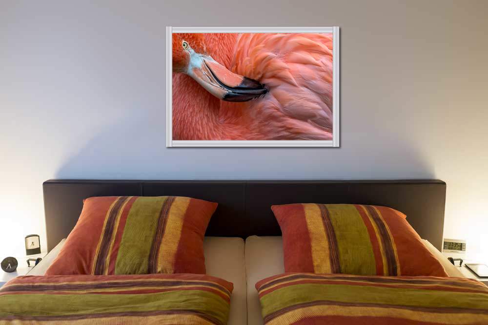 Flamingo Close up von Xavier Ortega