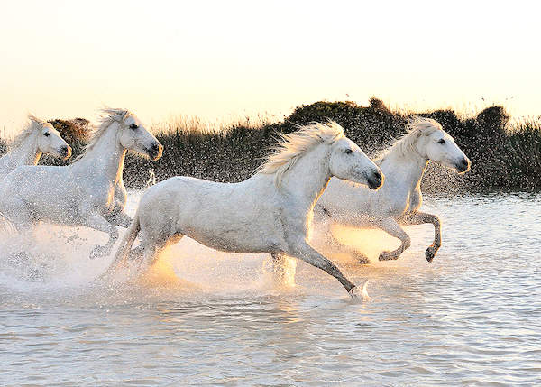 Horses von Georges-Félix Cohen
