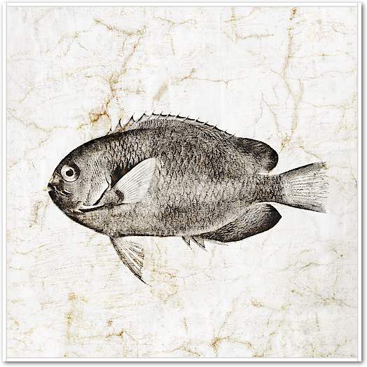 Vintage Fish III von Christine Zalewski