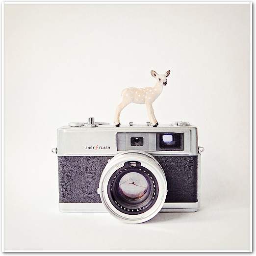 Deer & Vintage Camera von Susannah Tucker Photography