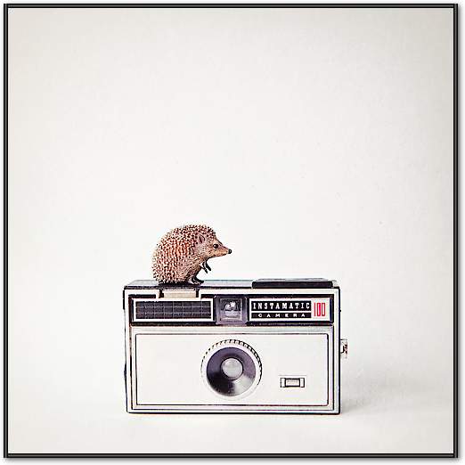 Hedgehog & Vintage Camera von Susannah Tucker Photography