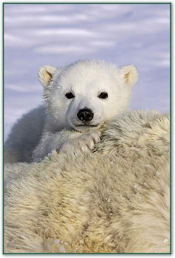 Polar Bear cub peeking over mother's body, Wapusk National Park, Manitoba, Canada von Suzi Eszterhas
