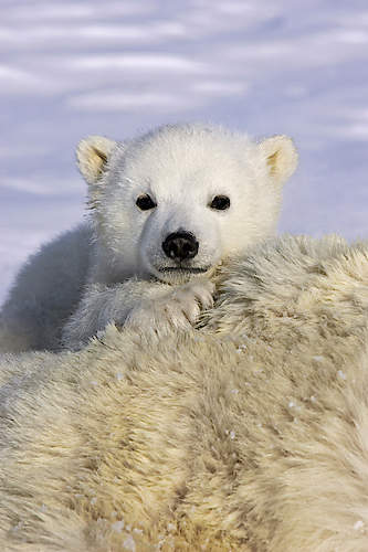 Polar Bear cub peeking over mother's body, Wapusk National Park, Manitoba, Canada von Suzi Eszterhas