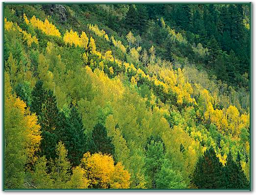 Aspen grove in fall colors, Gunnison National Forest, Colorado von Tim Fitzharris