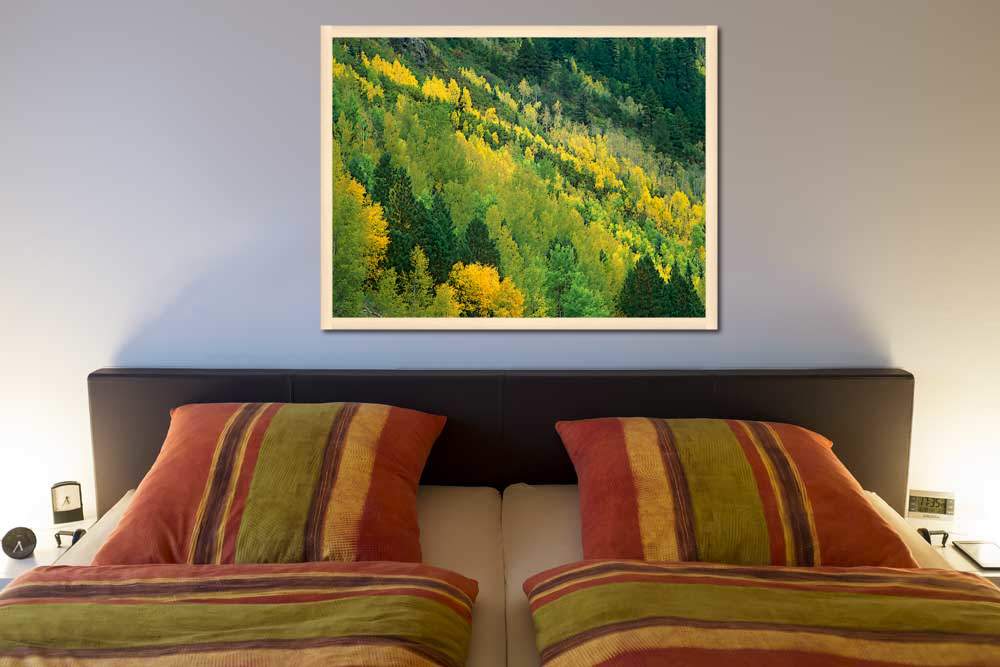 Aspen grove in fall colors, Gunnison National Forest, Colorado von Tim Fitzharris