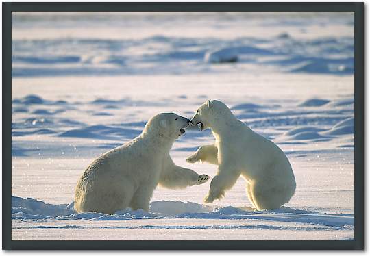 Polar Bear males fighting, Hudson Bay, Canada von Konrad Wothe