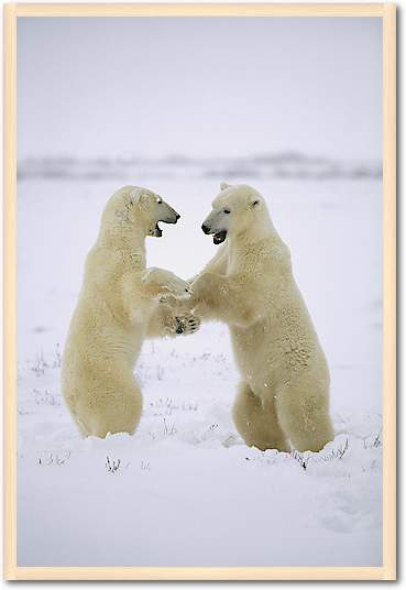 Polar Bear two males play-fighting, Hudson Bay, Canada von Konrad Wothe