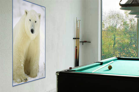 Polar Bear adult portrait, Churchill, Canada von Konrad Wothe