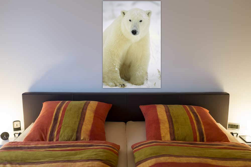 Polar Bear adult portrait, Churchill, Canada von Konrad Wothe