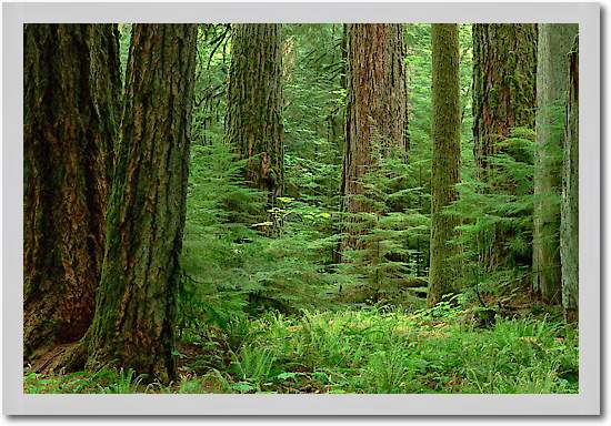 Douglas Fir old growth forest, Vancouver Island, BC, Canada von Gerry Ellis