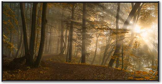 Forest Light von Norbert Maier