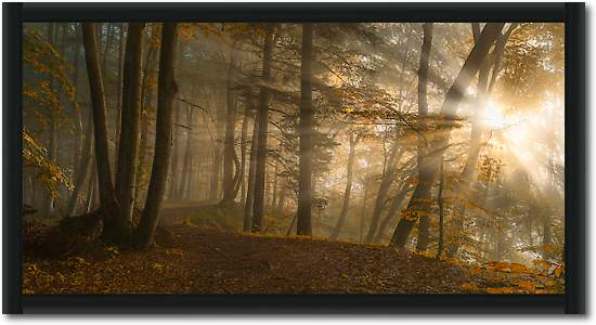 Forest Light von Norbert Maier
