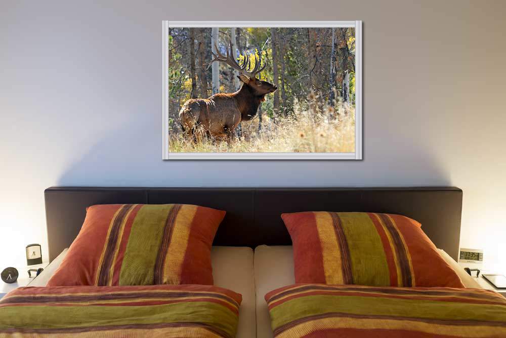Bull Elk in the Forest von Vic Schendel