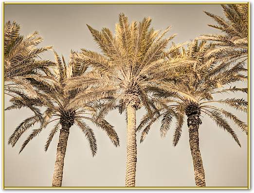 Palm Trees I von Assaf Frank