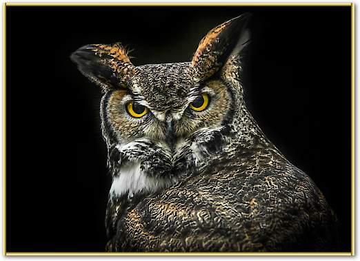 Wisdom Owl von Ronin