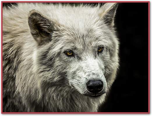 White Wolf von Ronin
