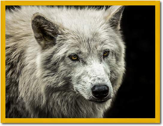 White Wolf von Ronin