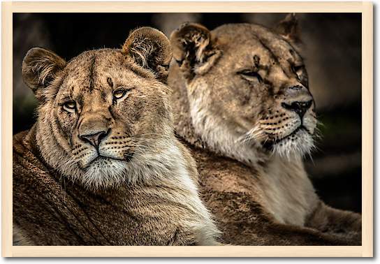 Lionesses von Ronin
