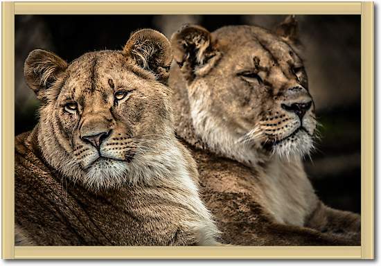 Lionesses von Ronin