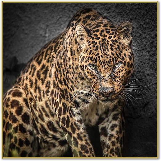 The Jaguar von Ronin