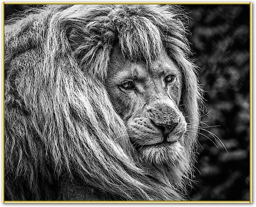 the male Lion von Ronin