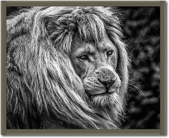 the male Lion von Ronin
