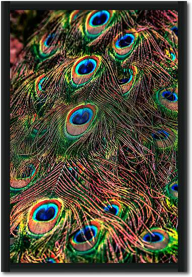 Peacock Feathers von Ronin