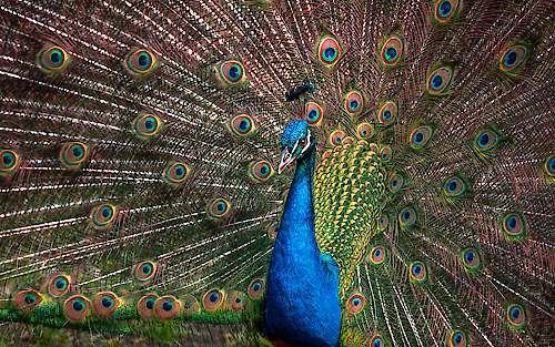 The Peacock von Ronin