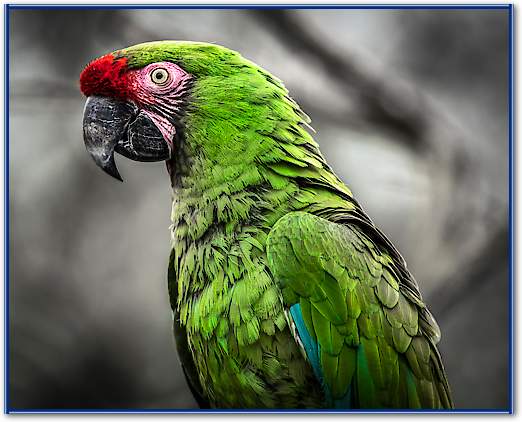 Green Ara Parrot von Ronin