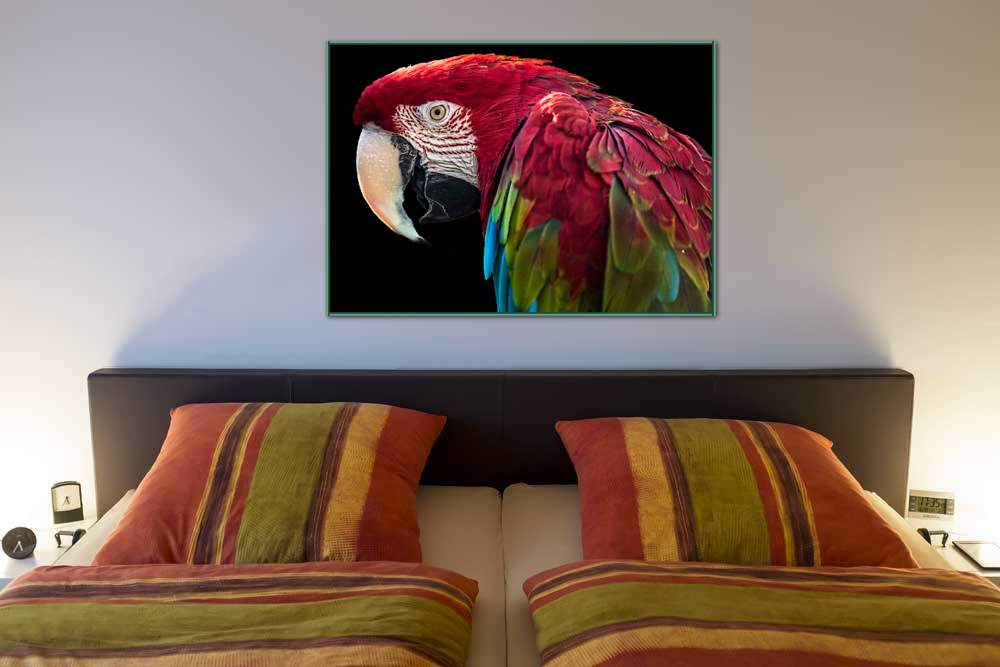 Ara Parrot von Ronin