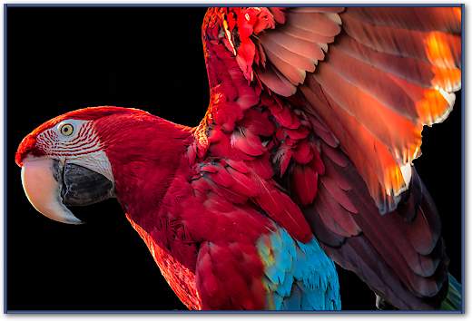 Parrot Wings von Ronin