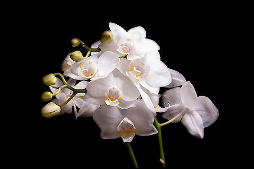 Orchidee II von Volker Brosius