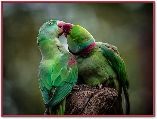 Green Parrot I von Ronin