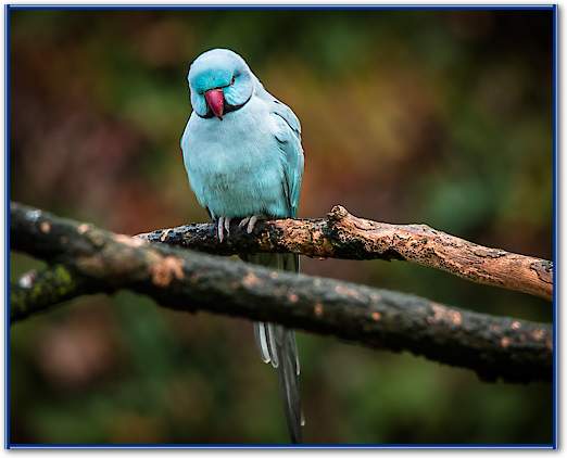 Blue Parrot von Ronin