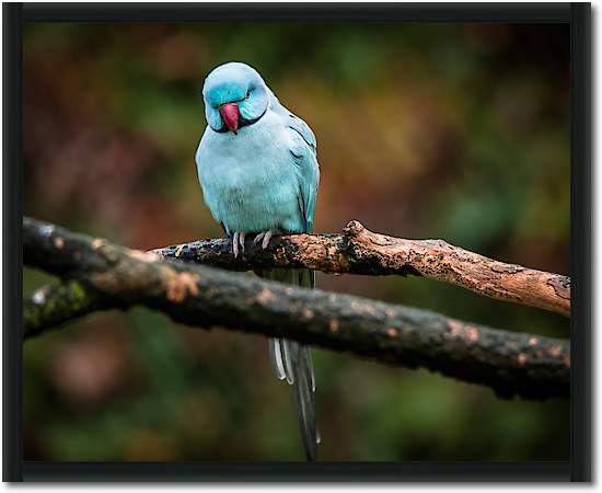 Blue Parrot von Ronin