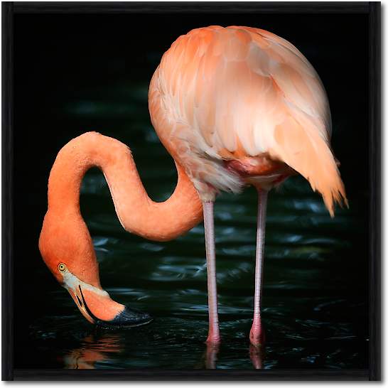 Flamingo von Uwe Steger