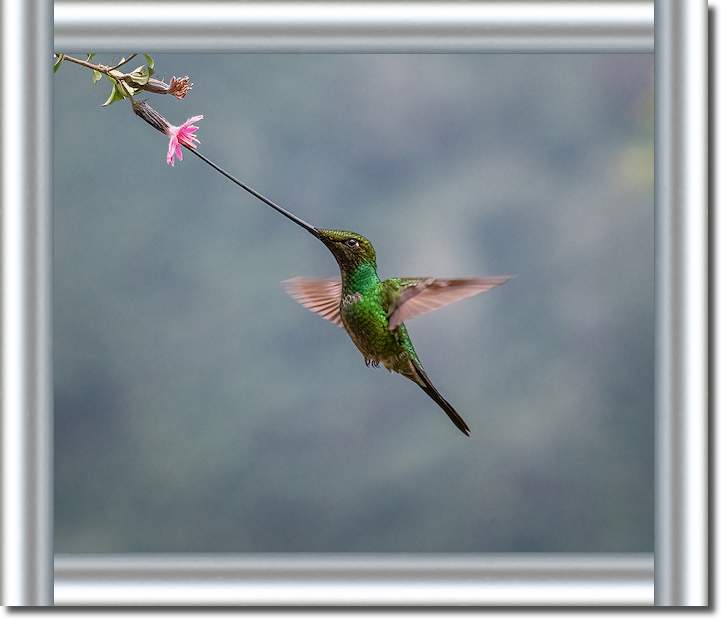 A Sword-billed Hummingbird von sheila xu