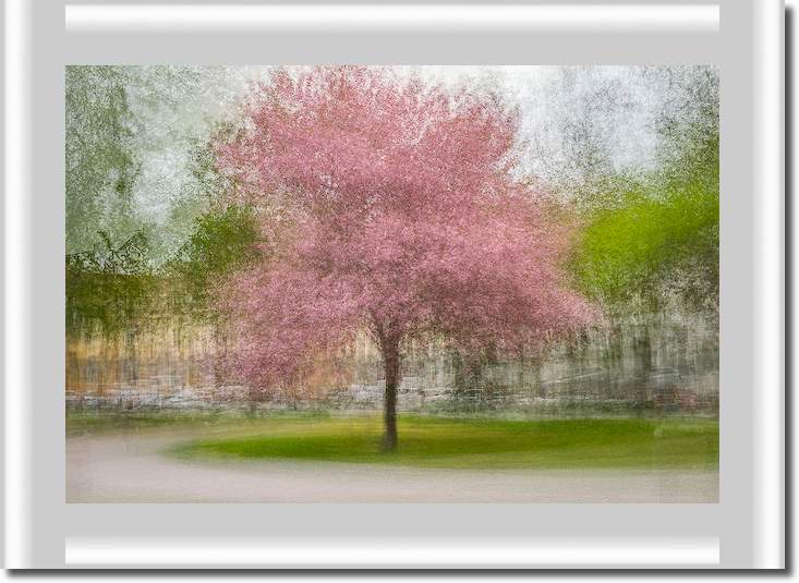 Japanese Cherry Tree in Eskil's Park von Arne Ostlund