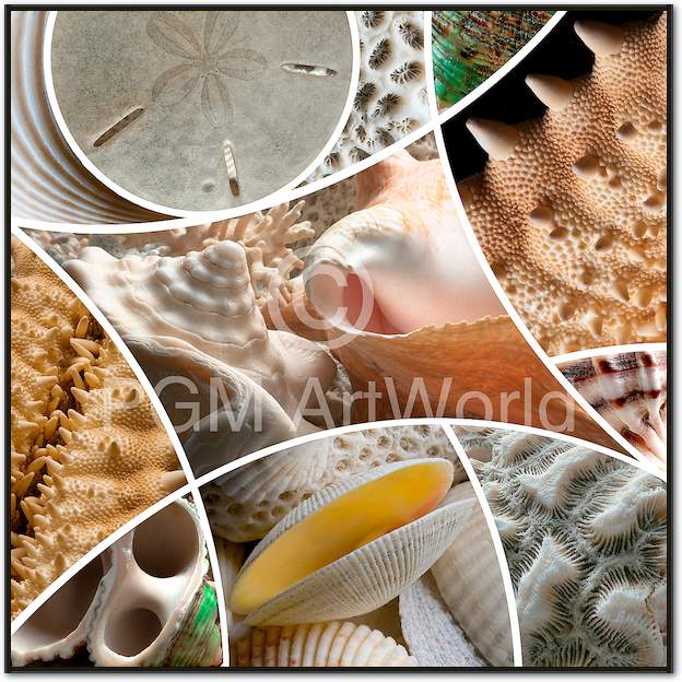 Patch Shells von Roberto Scaroni