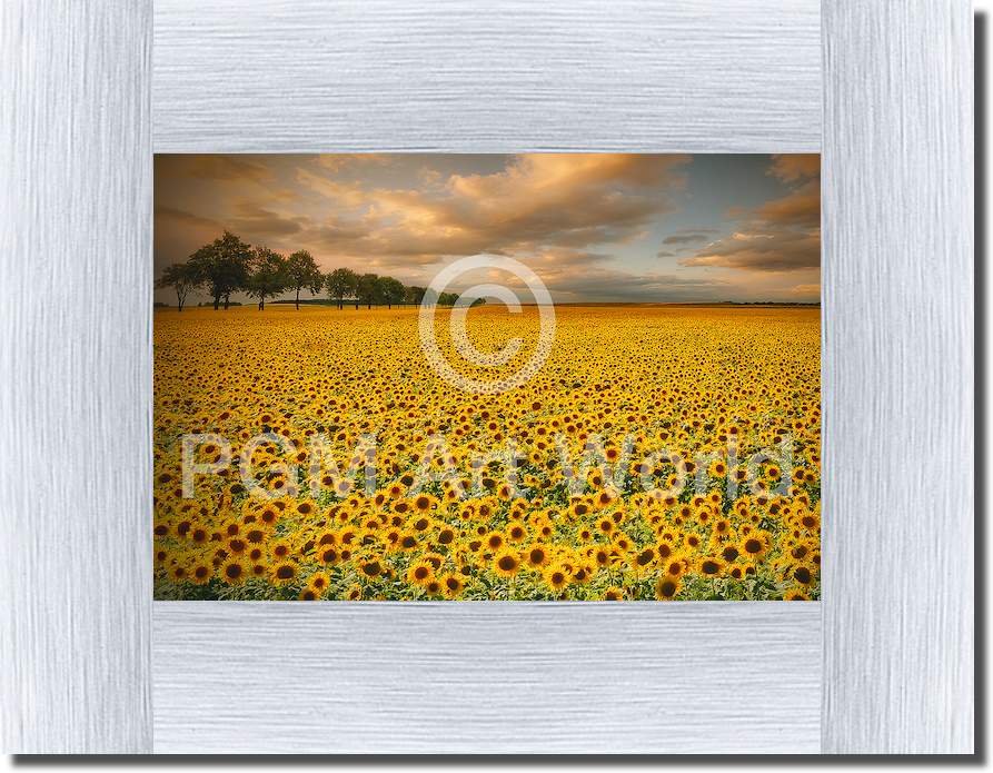 Sunflowers von Piotr Krol (Bax)