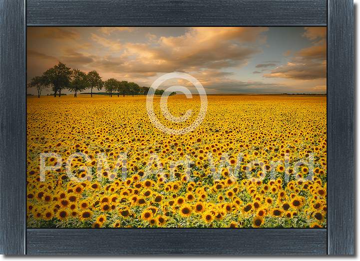 Sunflowers von Piotr Krol (Bax)